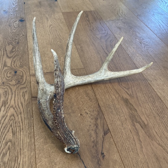 Decorative Antler - Picture 13 of 13
